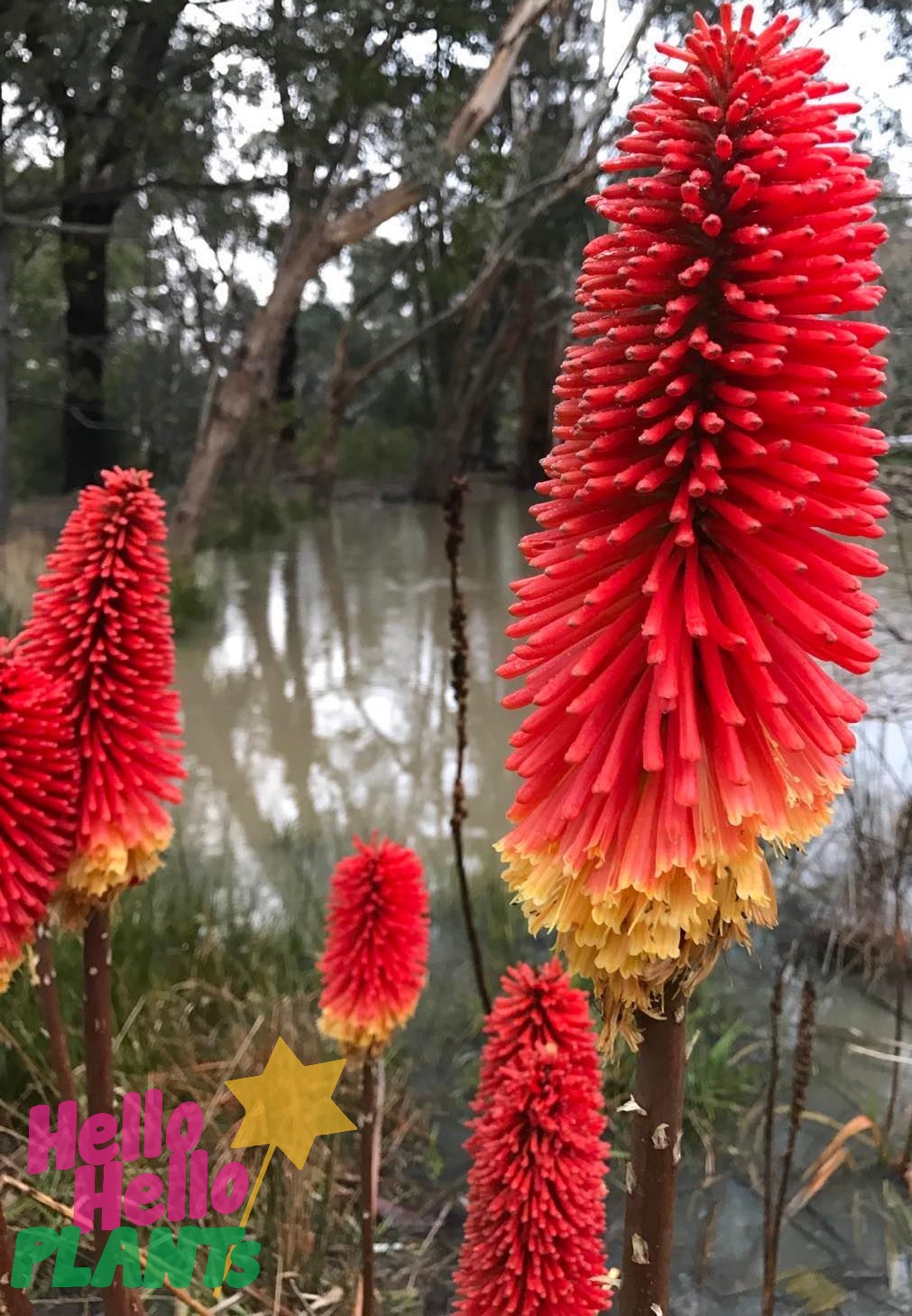 Kniphofia 'Echo Rojo' Red hot Poker 6" Pot