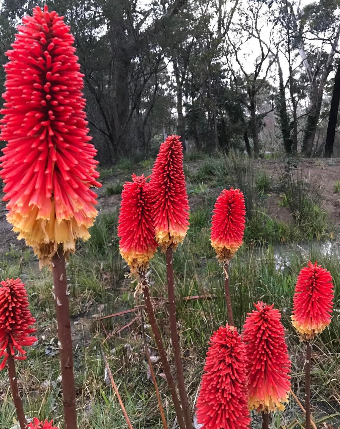 Kniphofia 'Echo Rojo' Red hot Poker in a 15cm pot features vivid red and yellow torch-like spikes, ideal for enlivening gardens or wooded areas with bright colour. Perfect for adding a vibrant touch to any outdoor space.