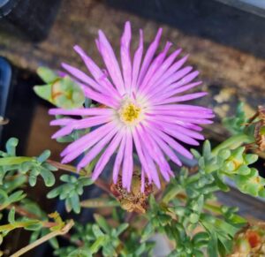 A close-up of Mesembryanthemum Pig Face 'Mauve' in a 6" pot, showing its thin mauve petals and yellow center, surrounded by green succulent leaves.