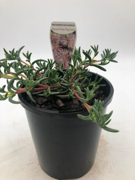 Mesembryanthemum 'Pink' Pig Face