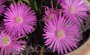 Four vivid Mesembryanthemum 'Purple' Pig Face flowers with thin radiating petals and yellow centers bloom in a 6" pot, surrounded by green leaves and soil.