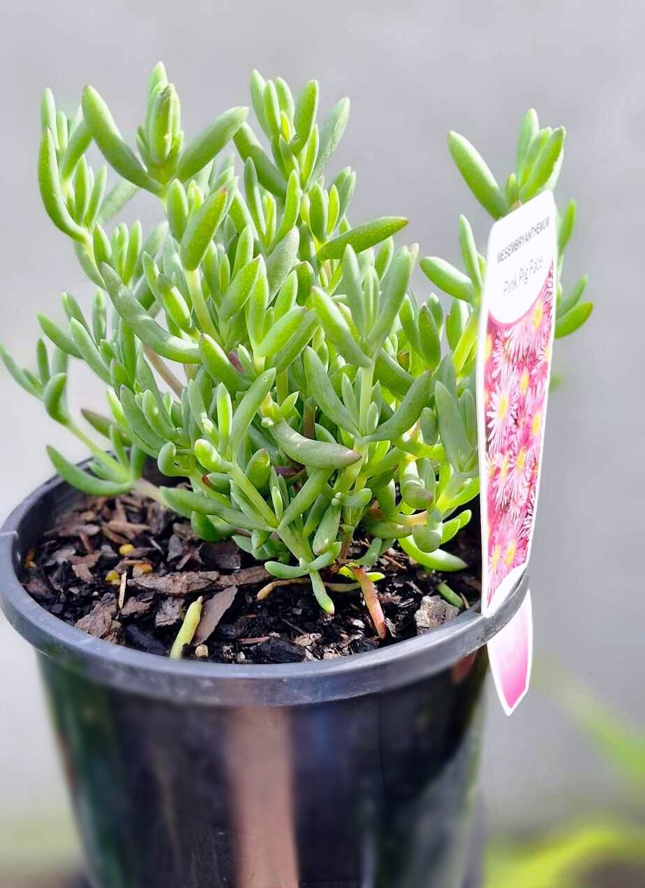 A 6" potted plant boasts slender, green leaves and is labeled as Mesembryanthemum 'Pink' Pig Face, capturing the lively charm of the Pink Princess with its vibrant appeal.