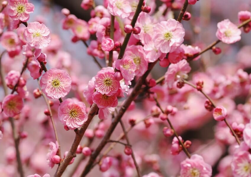 Close-up of pink cherry blossoms in full bloom on Prunus roseoplena 'Pink Flowering Peach' branches, with some buds visible in the background.
