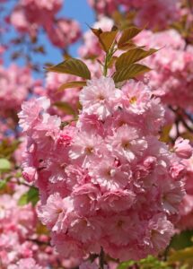 A cluster of pink blossoms on a Prunus roseoplena 'Pink Flowering Peach' tree, encircled by lush green leaves, set against a clear blue sky.