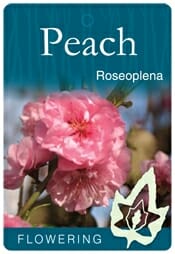 Close-up of Prunus roseoplena 'Pink Flowering Peach' blossoms in bloom, with a label indicating the plant is flowering.