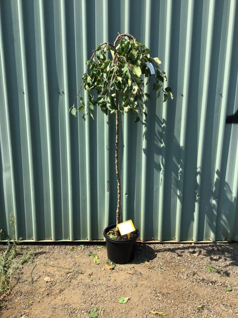 Malus 'Wandin Pride' Weeping Apple 13" Pot