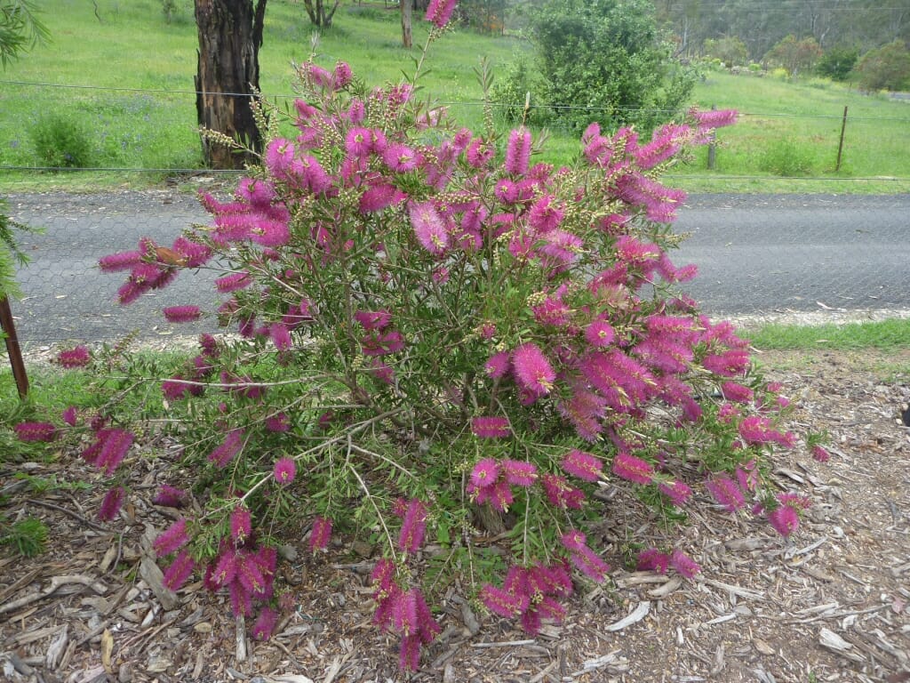 Callistemon 'Mauve Mist' 6" Pot @ Hello Hello Plants