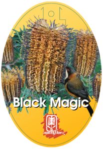 Oval label for Banksia 'Black Magic' 10" Pot featuring sunflowers and a small bird, with text and a red seal at the bottom.