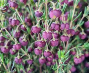 Close-up of Boronia 'Heaven Scent' flowers, featuring clusters of small, round purple blooms with green stems and leaves in a 6" pot.