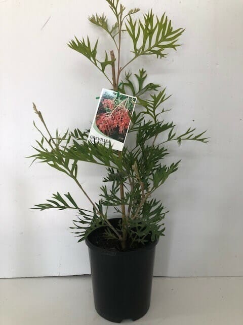 Potted Grevillea 'Robyn Gordon' 6" Pot plant with prominent green leaves and a plant label, set against a simple white background.