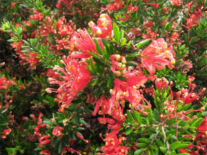 Grevillea 'Raspberry Ripple' @ Hello Hello Plants