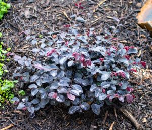 The Loropetalum 'Flame'n'Gorgeous' 18cm Pot is a compact shrub featuring dark purple, red-tinted foliage, ideal for mulched soil and garden settings with greenery and rocks.