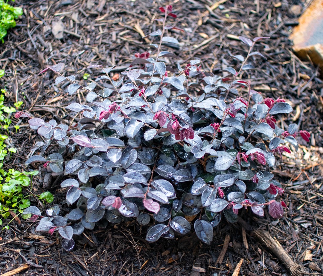 The Loropetalum 'Flame'n'Gorgeous' 18cm Pot is a compact shrub featuring dark purple, red-tinted foliage, ideal for mulched soil and garden settings with greenery and rocks.