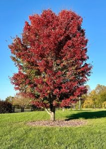 A Quercus 'Red Oak' Tree 8" Pot with red and green leaves stands alone on a mulched lawn, set against a clear blue sky and fenced paddock.