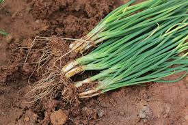 Freshly harvested Spring Onion 4" Pot with roots and soil laying on the ground.