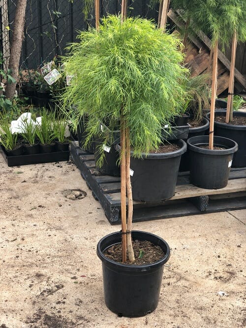 Young tree in a black pot at a plant nursery.