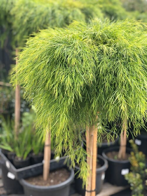 Ornamental weeping evergreen trees for sale at a nursery.