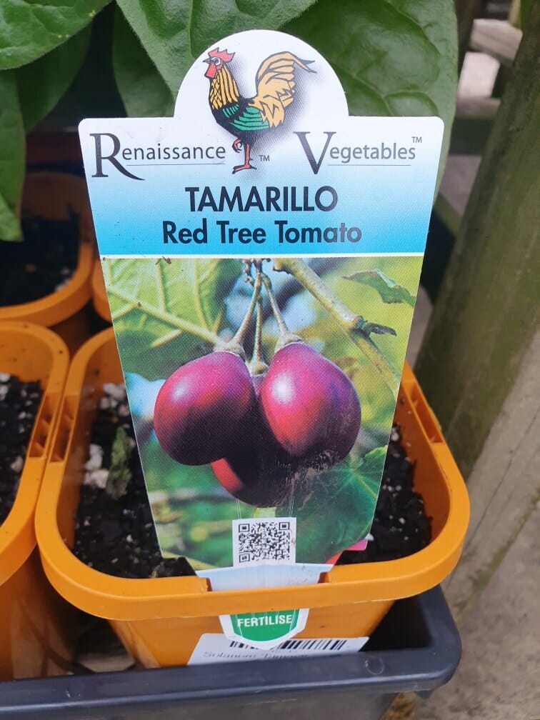 Label for Solanum 'Tamarillo' Red 6" Pot, featuring an image of the vibrant fruit nestled in a red pot, emphasizing its botanical origins.