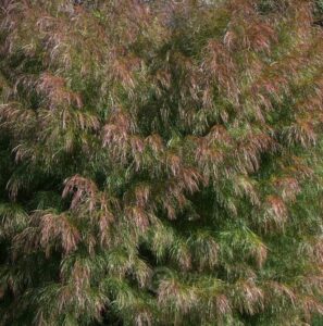 The Acacia 'Burgundy Cascade' boasts dense foliage with green leaves accented by burgundy tips, creating a stunning contrast.