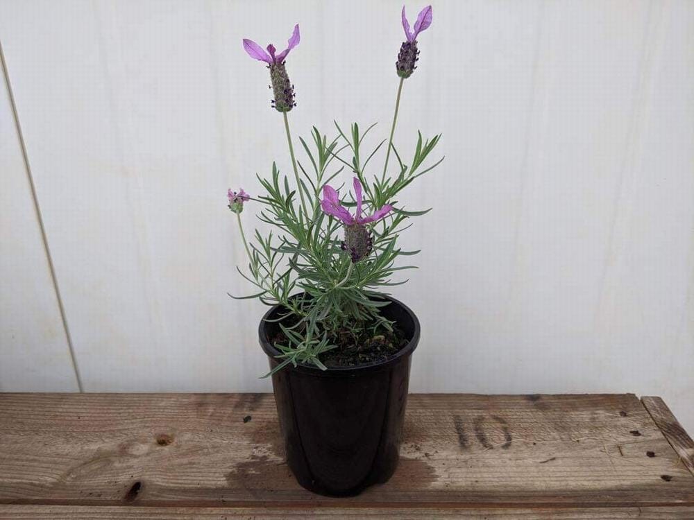 A Lavandula 'Avonview' Lavender in a 6" pot, showcasing its vibrant purple blooms, sits elegantly on a wooden surface against a pristine white background.