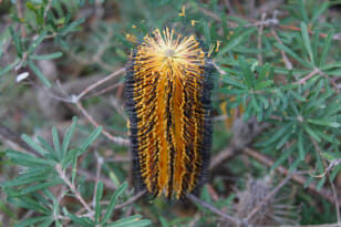 A vibrant orange and black Banksia 'Black Magic' flower standing tall among green foliage in a 10" pot.