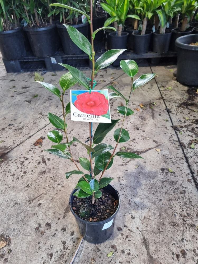 Camellia japonica 'Black Tie' 8" Pot
