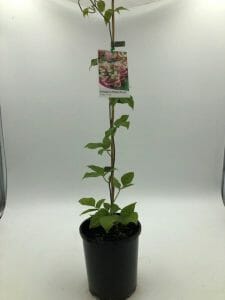 Vigna 'Snail Creeper/Vine' 6" Pot