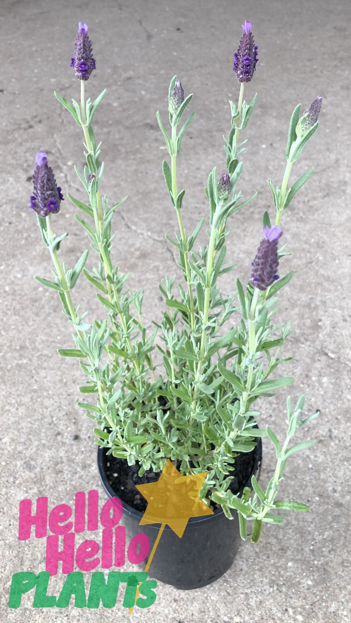 Lavandula 'Avonview' Lavender 6" Pot