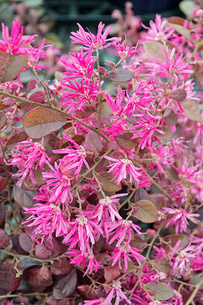 Loropetalum 'Flame'n'Gorgeous' 7" Pot with colorful pink flowers and red leaves on a shrub, displaying a vibrant contrast against a blurred background.