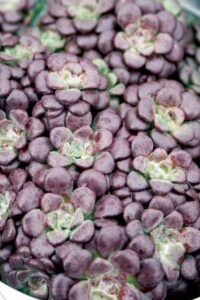 A close-up of Sedum Purple BLOB® in a 6" pot highlights its round, overlapping purple leaves with a distinctive speckled texture that epitomizes its signature look.