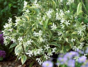 Trachelospermum 'Sunlover' Jasmine