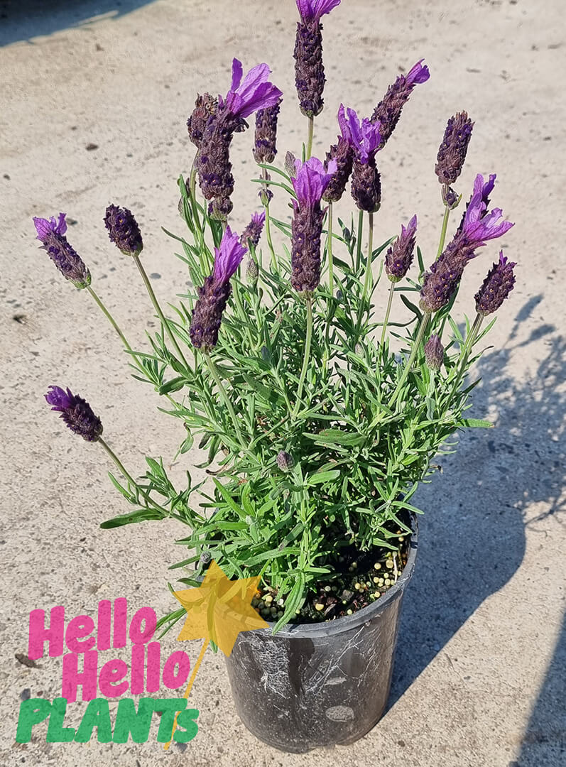 Lavandula 'Avonview' Lavender 6" Pot
