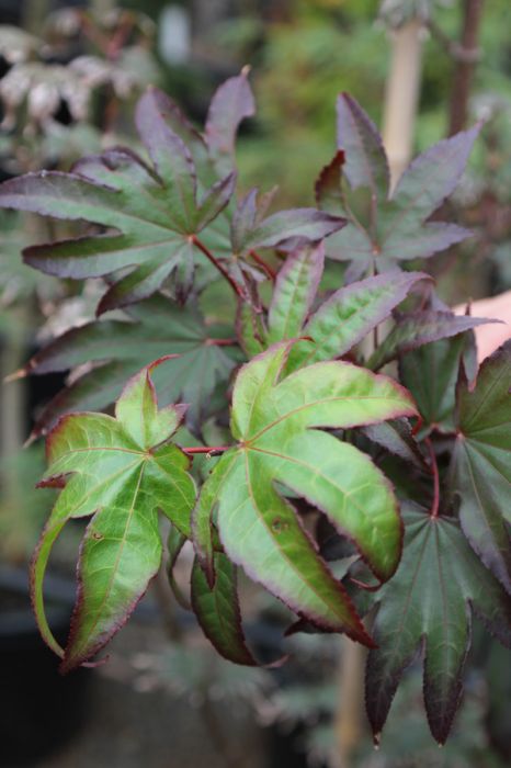 acer palmatum emerald sunset japanese maple with dark green foliage lined with red tips
