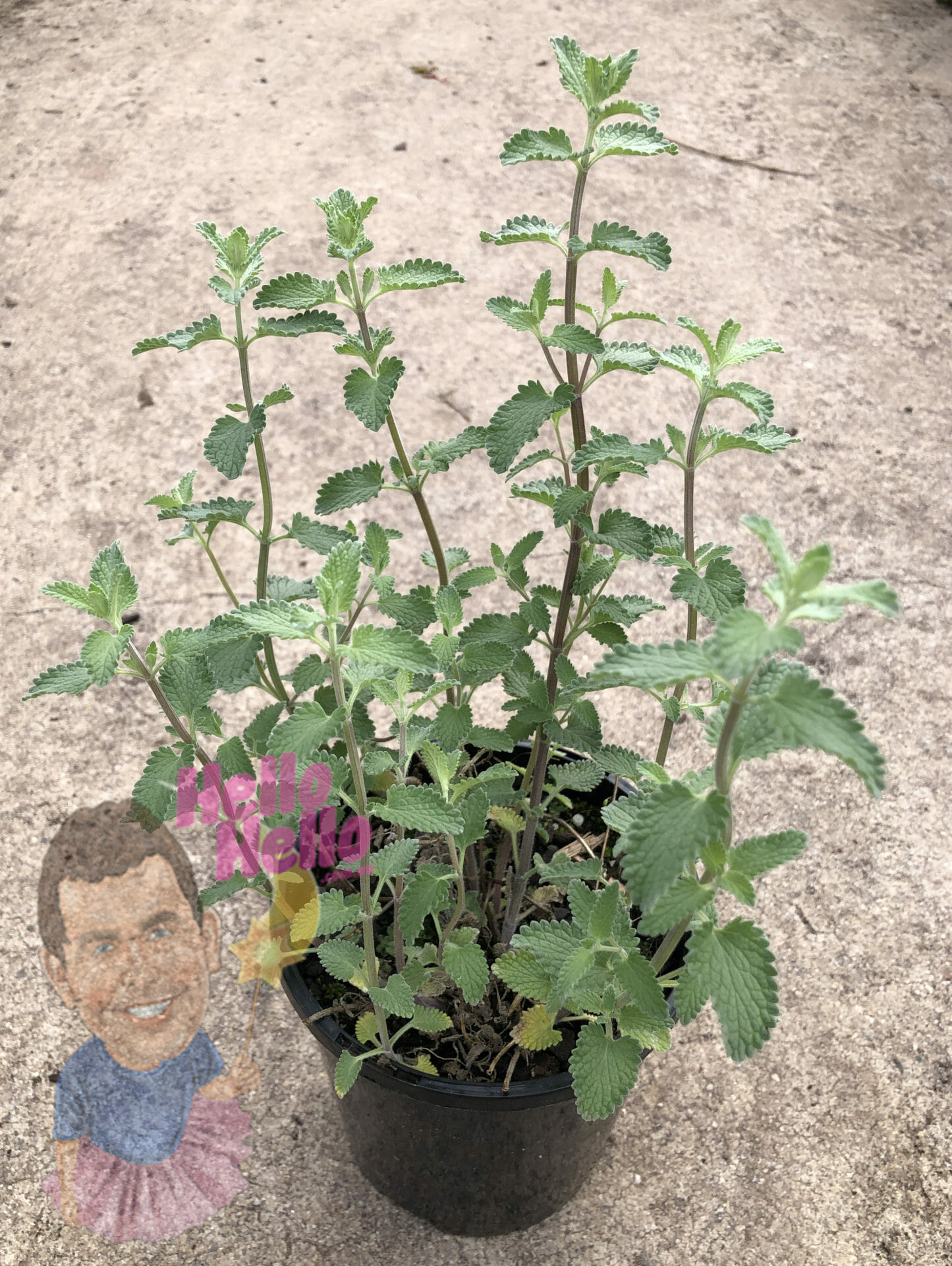 Nepeta 'Walkers Blue' Catmint 6" Pot (Nepeta 'Walkers Blue') growing in a black 6" pot on a concrete surface, with cartoon face stickers playfully placed on the bottom right.