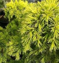 Close-up of the Cedrus 'Golden Atlas' Cedar in a 10" pot, highlighting its dense, bushy form and bright green, needle-like leaves.