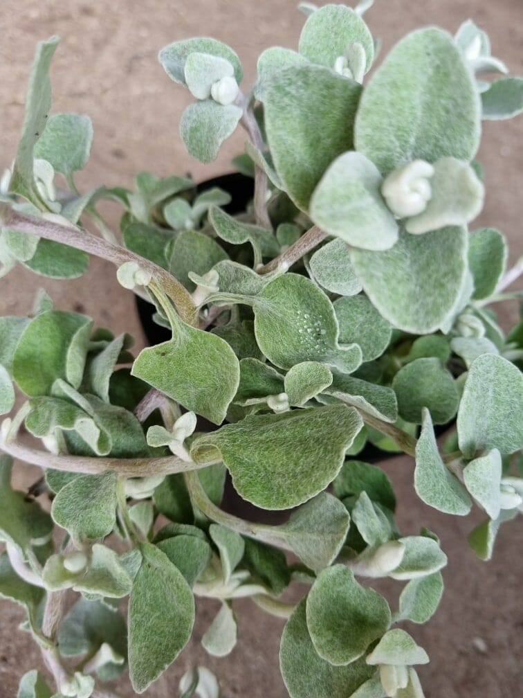 Helichrysum 'Licorice' 7" Pot