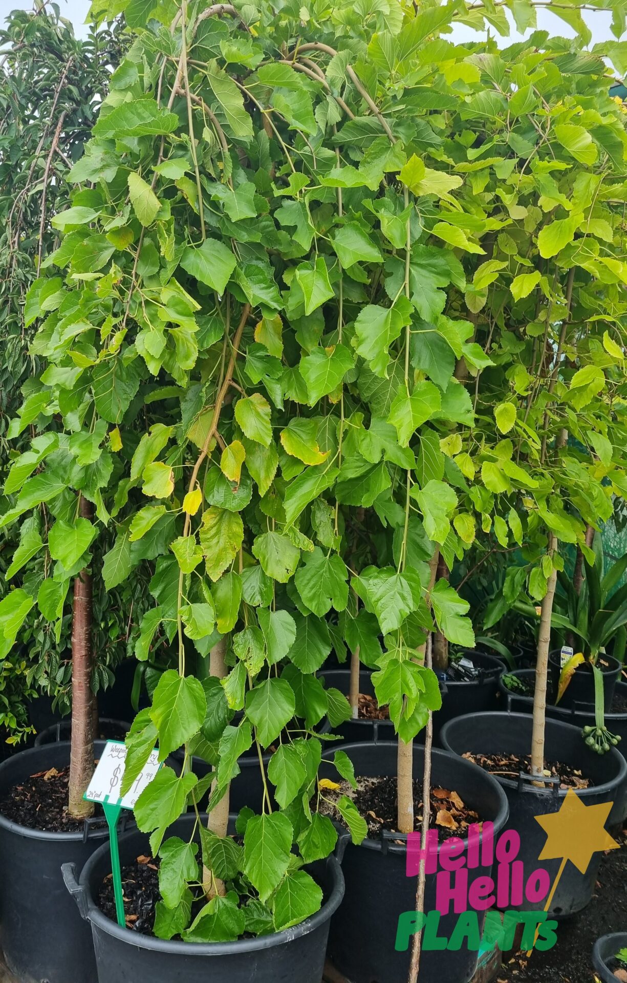 Morus 'Weeping Mulberry'