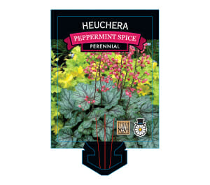 Plant label for "Heuchera 'Peppermint Spice' Coral Bells 6" Pot" showcasing images of its foliage and blooms, with a bee-friendly indication and "Proven Winners" brand logo.