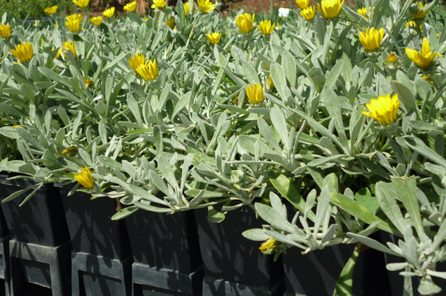Gazania 'Silver Yellow' 6" Pot