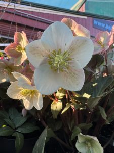 Helleborus 'Shooting Star' Hellebore 7" Pot