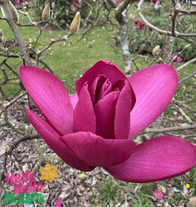 Magnolia 'Vulcan' 12" Pot