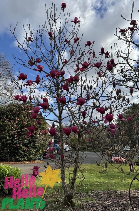 Magnolia 'Vulcan' 12" Pot