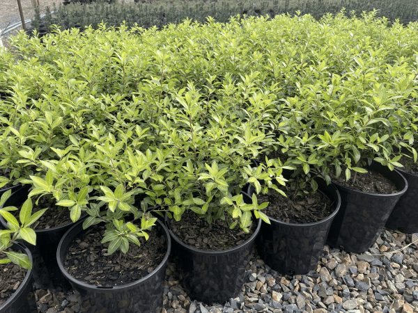 Pittosporum tenuifolium 'Limelight' 8" Pot