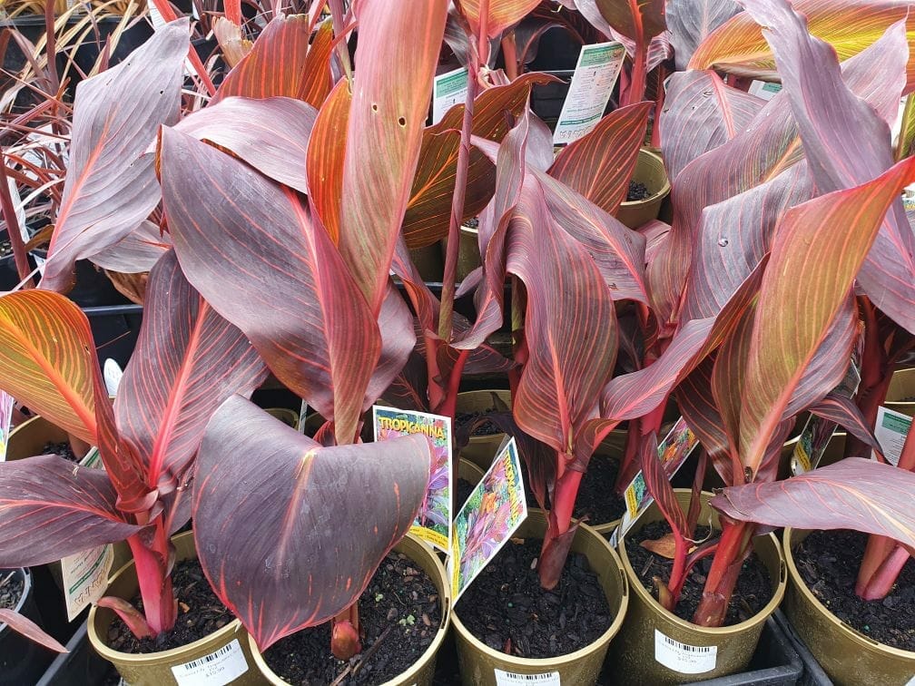 Displayed in the garden center are potted plants featuring red and green elongated leaves, such as the vibrant Canna Lily 'Tropicanna' available in a 6" pot.