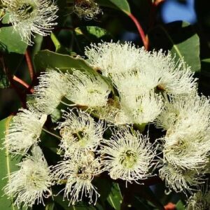 Eucalyptus 'Tucker Time Honey Pots™'