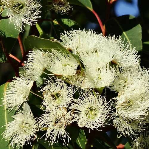 Eucalyptus 'Tucker Time Honey Pots™'