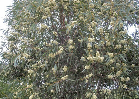 Eucalyptus 'Tucker Time Honey Pots™'