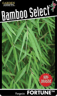 Advertisement for Bambusa 'Fargesia Fortune' Bamboo 8'' Pot, featuring an image of dense green bamboo leaves with the label "non-invasive.