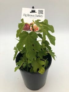 Ficus 'Brown Turkey' Fig 16" Pot
