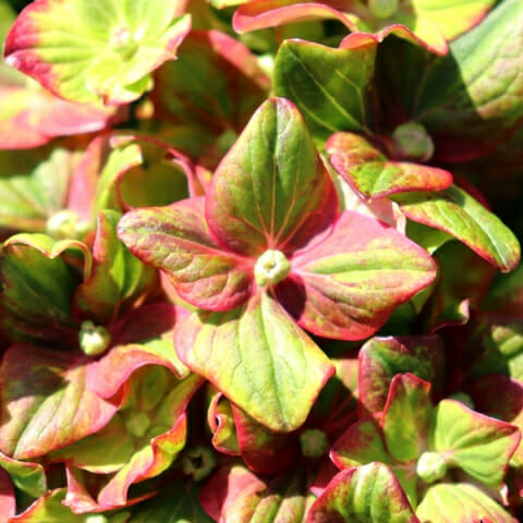 Close-up of vibrant Hydrangea 'Toffee Apple' 8'' Pot blossoms with a mix of green and red leaves.